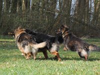 Chinook, Jamie und Yarrie : 3 Generationen Wolfsgruben